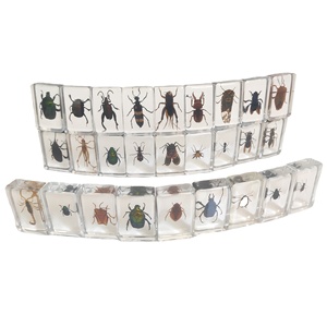 Spécimen d'insecte en ambre, aides pédagogiques scientifiques populaires, artisanat, éducation de la petite enfance, exploration, expérimentation 0-3 mois - Product Image 5