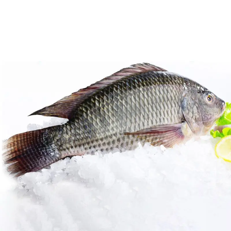 סין יצוא 10 ק "ג לכל קרטון iqf iwp ivp כולו סביב כל גודל tilapia דג קפוא דגים