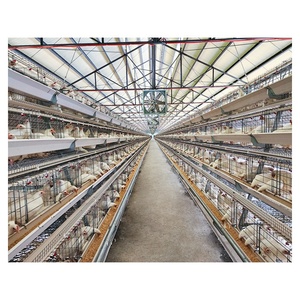 Cage à poules pondeuses automatique de type A Zhuo <span class=keywords><strong>Yi</strong></span> à 3/4 niveaux, capacité 96/120/160 oiseaux, nouvelle conception en nylon + fibre de verre, faible taux de cassures d'œufs, longue durée de vie - Product Image 6