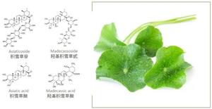 En kaliteli ot özü Gotu Kola ekstresi toz <span class=keywords><strong>Centella</strong></span> Free ca tozu Free coside ve Madecassoside ücretsiz örnekleri ile - Product Image 4