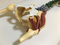 Modelo de Anatomía de Columna Vertebral Humana a Color con Pelvis, Músculos, Nervios y Cabezas de Fémur, Modelo Educativo de Columna Vertebral Flexible