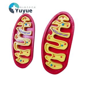 Modelo 3D de la Estructura de la Mitonquita con Cristales, ADN y Organelos Celulares, Material Didáctico de Biología - Product Image 1
