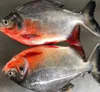 Ikan Pomfret Merah Beku Pertanian Terbaik