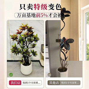 Plante artificielle Croton, grande taille, pour intérieur, feuilles très réalistes, décoration pour salon, chambre, bureau - Product Image 4