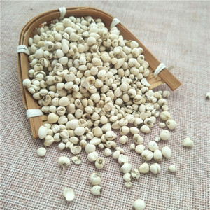 Hierba China Chuan Bei <span class=keywords><strong>Mu</strong></span>, Fritillaria Cirrhosa Seca, Bulbo de Fritillaria Cirrhosa de Alta Calidad - Product Image 6