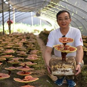 Ganoherb Gmp Fabrikant Levering Extract Poeder <span class=keywords><strong>Reishi</strong></span> Champignon Ganoderma Extract Poeder Met 25% Polysaccharide - Product Image 5