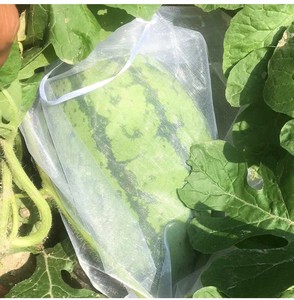 Tas Pohon buah, sayur, Tas Pohon buah, tas serut jala transparan, pelindung bernapas dan tahan serangga - Product Image 5