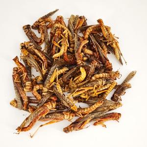 Fabrication en usine de divers aliments délicieux riches en protéines pour oiseaux et reptiles, grillons séchés, insectes séchés, sauterelles - Product Image 3