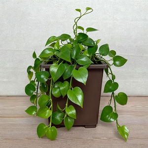 Maceta de plántulas 15 cm clásico Rectangular plástico ecológico bonsái agujero de drenaje <span class=keywords><strong>para</strong></span> <span class=keywords><strong>cactus</strong></span> suculentos árboles hogar jardín - Product Image 3