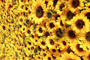 Mur floral artificiel jaune vif avec des fleurs de tournesol épanouies pour la décoration de scènes extérieures rustiques - Product Image 3