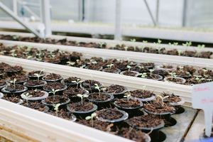 Strawberry <strong>Greenhouse</strong> Rolling Glide Rack Nft Vertical Hydroponics System - Product Image 2