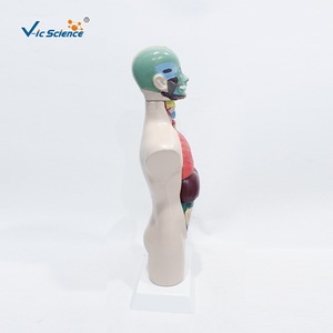 11 modèles anatomiques séparés du demi-corps d'adolescents, illustrant la structure des organes humains ; spécimens de démonstration pour la salle de classe. - Product Image 3