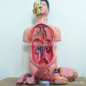 Modèle de tête, de cou et de torse (mâle) - Équipement pédagogique de démontage et de montage du corps humain en 11 pièces - Product Image 5