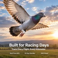 Traceur GPS pour pigeons de course 2,2g ultra-léger, étanche IP67, localisateur en temps réel avec 30 jours d'autonomie pour pigeons voyageurs