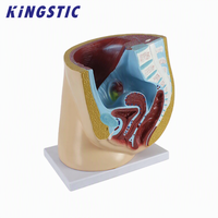 Modelo de Pelvis Femenina Humana de Tamaño Real en PVC, Modelo Anatómico para Enseñanza Médica y Formación de Enfermería