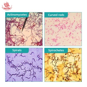 Toboganes de microcope de alta claridad, bacillos, Cpirochetes, microbiología, células de biología bacteriana, tobogán bacteriano - Product Image 4