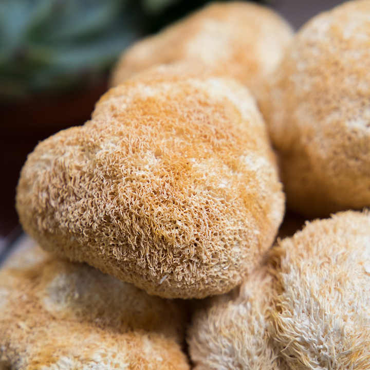 猴头菇狮子鬃毛蘑菇