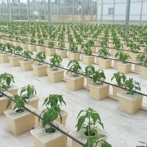 Complete <strong>Hydroponic</strong> Dutch Bucket with Automatic Irrigation and Pump for Tomato <strong>Pepper</strong> and Cucumber Cultivation - Product Image 6