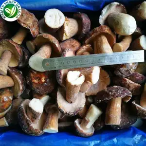 IQF frozen fresh organic funghi porcini cepes wild Yellow Whole brown mushroom spring Dice Sliced Chunk Diced Block Cubes Cuts