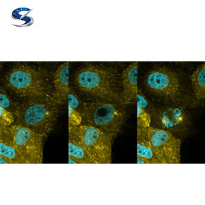 Ax/ax R กับ nsparc กล้องจุลทรรศน์ confocal ใช้เครื่องมือการเรียนรู้เชิงลึก Ai เพื่อลดความซับซ้อนของการเก็บภาพและปรับปรุงคุณภาพของภาพ - Product Image 6