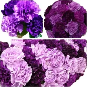 <span class=keywords><strong>Semillas</strong></span> de Clavel Morado al por Mayor, Mezcla de Colores Morado Oscuro y Claro, Otras Flores Decorativas, Plantas para Decoración del Hogar - Product Image 4