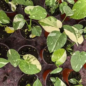 Monstera Thai <span class=keywords><strong>Constellation</strong></span> Var. : Jeune plante tropicale raraide pour décoration intérieure – Plantes à feuillage tropical - Product Image 4