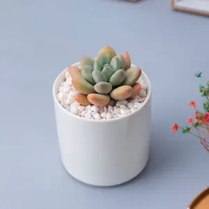 wholesale modern white decorative garden mini size cylindrical ceramic flower pot succulent plant pot