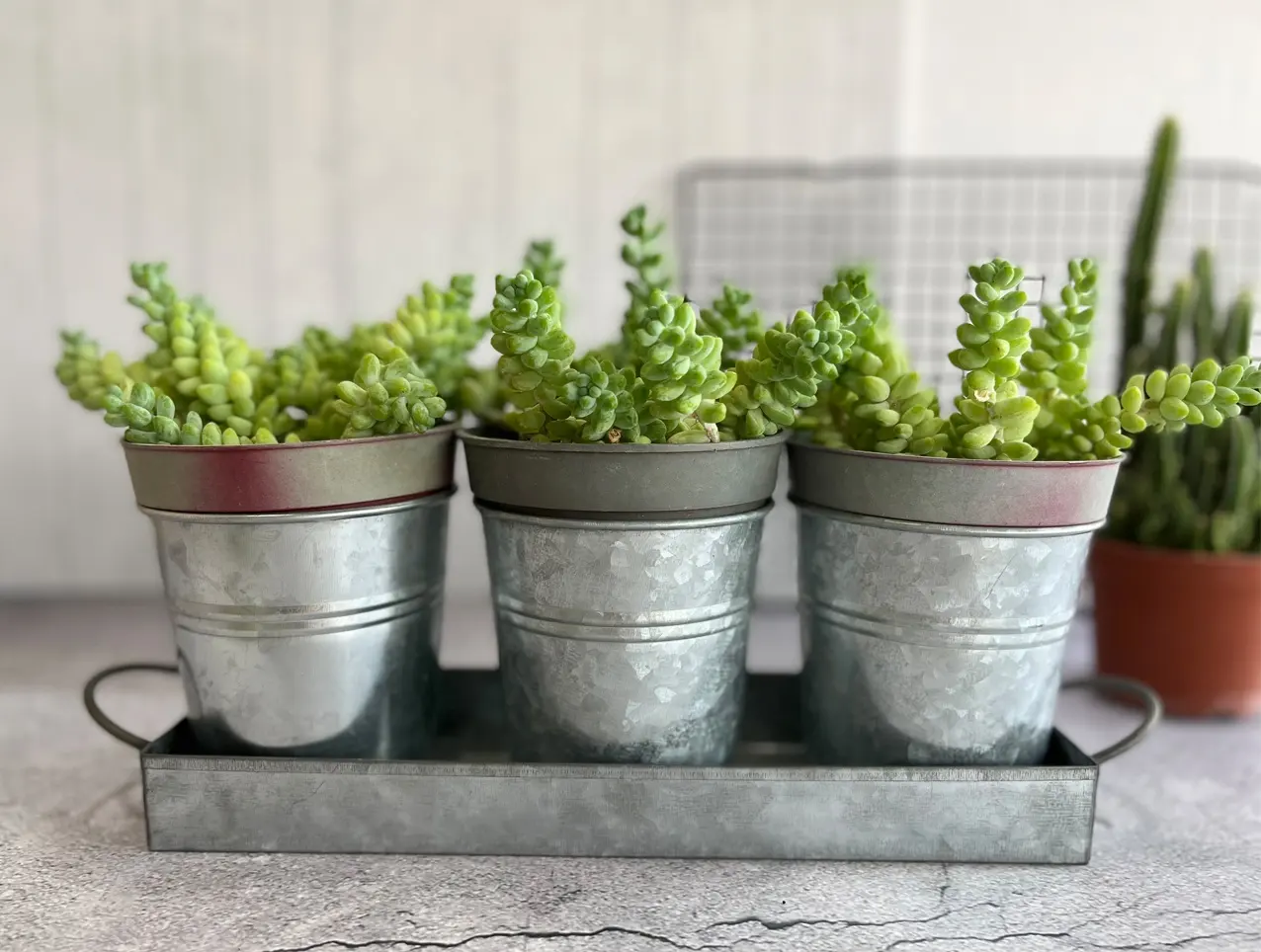 Rustikales verzinktes Bauernhaus-Aufbewahrung sset mit 3 Eimern mit Tablett Kräuter topf Garten Metall Blumen eimer Samen töpfe