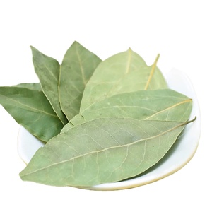 <span class=keywords><strong>Feuilles</strong></span> <span class=keywords><strong>de</strong></span> <span class=keywords><strong>Laurier</strong></span> Fraîches Entières <span class=keywords><strong>de</strong></span> Qualité Supérieure, Meilleures Ventes, Approvisionnement en Gros pour l'Exportation, <span class=keywords><strong>Feuilles</strong></span> <span class=keywords><strong>de</strong></span> <span class=keywords><strong>Laurier</strong></span> Aromatiques <span class=keywords><strong>de</strong></span> Qualité Alimentaire pour le Commerce B2B - Product Image 4