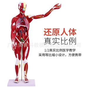 Modelo de anatomía muscular humana de cuerpo completo para simulación de enseñanza, 80 cm de largo, modelo de anatomía muscular médica desmontable de 27 piezas - Product Image 4