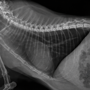 Máquina de Angiografía de Brazo en C de Alta Calidad de 5.0KW, Máquinas de Rayos X Móviles de Brazo en C para Cirugía Ortopédica Veterinaria - Product Image 4