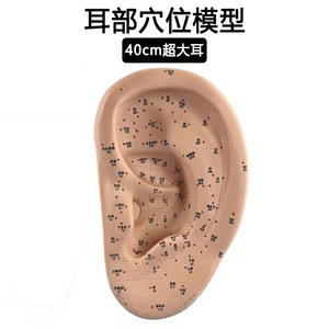 Modelo de Puntos de Acupuntura para Oído, 40 cm, Extra Grande, para Terapia y Estudio - Product Image 1
