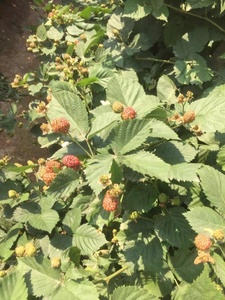 HARGA TERBAIK kualitas bersertifikat diskon besar produk buah besar musim baru IQF Frozen Blackberry - Product Image 2