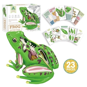 Modèle anatomique <span class=keywords><strong>de</strong></span> grenouille en 23 pièces - Kit scientifique <span class=keywords><strong>de</strong></span> biologie 4D détachable pour <span class=keywords><strong>l</strong></span>'éducation STEM et les laboratoires scolaires - Product Image 6