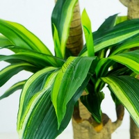 Plantes artificielles décoratives de forme réaliste pour l'extérieur, pour l'ornementation