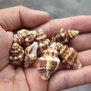 Crocodile Peau Escargot <span class=keywords><strong>3</strong></span>-5cm Naturel Poli Coquillage Trous Artisanat Real Touch DIY Amour Thème Vent Carillon Accessoires Souvenir - Product Image 5