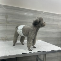 Style d'impression Taille S Jetable Mâle Pet smart Marque Privée Couches pour Animaux de Compagnie