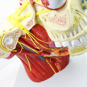 12ペアの頭蓋骨神経系頭蓋骨神経モデル神経学専門医学 - Product Image 4