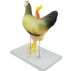 แบบจำลอง<span class=keywords><strong>ไก่</strong></span> Gelsonlab HSBM-456 คุณภาพสูง ทำจากพีวีซี สำหรับการเรียนการสอนทางการแพทย์ - Product Image 2