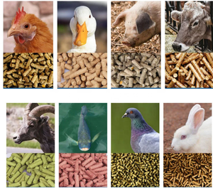 Nuevas Oportunidades de Negocio: Máquina para Hacer Pienso para Animales y Aves de Corral, Mini Máquina de Pellets - Product Image 6