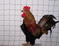Maille de prévention des animaux nouée noire 50 'x 10' stylos de jeu de volière de poulet de volaille d'oiseau