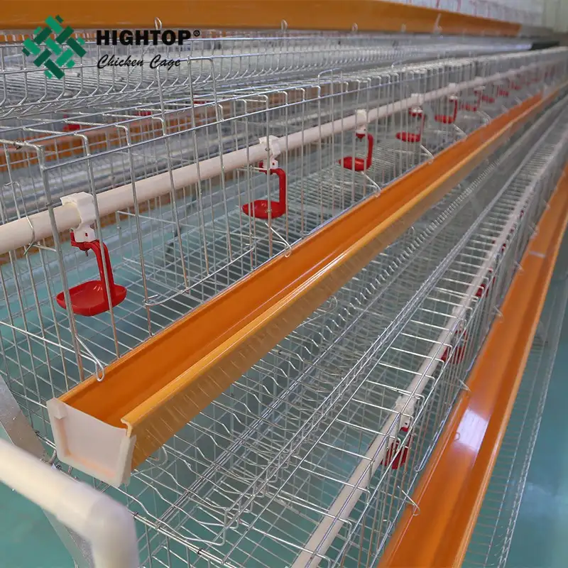 Penjualan Laris Ayam Petelur Ayam Petelur Bekas Lapisan Baterai Kandang Ayam