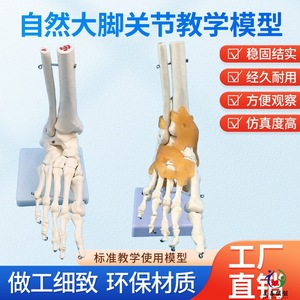 แบบจำลองการสอนเกี่ยวกับกระดูกเท้า, แบบจำลองกระดูกเท้า, ตัวอย่างข้อต่อเท้าที่สามารถเคลื่อนไหวได้, แบบจำลองเท้า, การจำลองกระดูกนิ้วโป้งเท้าขนาดเท่าจริง 1:1 - Product Image 4