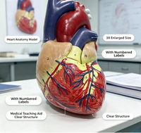 Modèle de dissection cardiaque numéroté grossi 3X pour l'affichage scientifique aux patients en clinique de cardiologie hospitalière CE/ISO/ROHS/CNAS