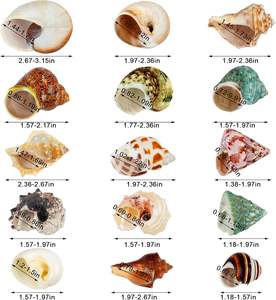 15PCS 소라게 껍질 자연 바다 소라 크기 1.6 "-3.2" 성장 터보 중소 및 대형 게에 대 한 - Product Image 2