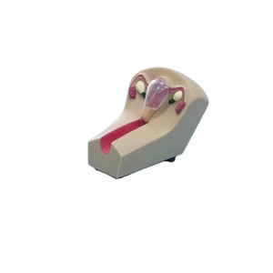 Modelo de enseñanza de la contracepción del útero femenino de PVC para la formación de Ciencias Médicas en las escuelas, modelo de enseñanza de la contracepción - Product Image 2