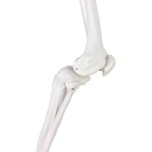 Modelo de articulación de cadera y <span class=keywords><strong>esqueleto</strong></span> de miembro <span class=keywords><strong>inferior</strong></span> <span class=keywords><strong>humano</strong></span> de tamaño real para enseñanza médica - Product Image 5