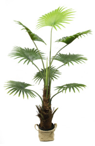 Phong Cách Bắc Âu Bất Động Cảm Ứng Bất Động Cảm Ứng Nhân Tạo Plante 150Cm 8 Lá Fan <span class=keywords><strong>Palm</strong></span> <span class=keywords><strong>Bonsai</strong></span> Đứng Chất Lượng Cao Cây Trang Trí Cho Trong Nhà Nhà Ngoài Trời - Product Image 5