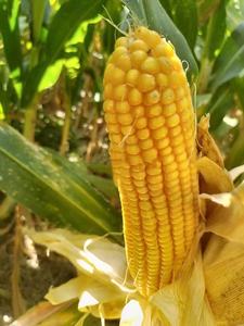 Enzimas de Aminoácidos Solubles en Agua a Bajo Precio Directo de Fábrica, Fertilizante Nutritivo <span class=keywords><strong>para</strong></span> Peces en Polvo, Fe Ti Quelatado - Product Image 3