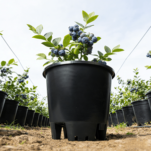 Vasi per Mirtilli Autoirriganti Resistenti alle Intemperie ed Ecologici, Protezione UV, per Uso in Tutte le Stagioni - Product Image 1